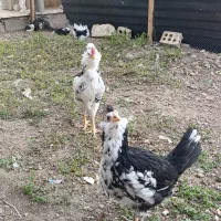 مرغ و جوجه های فول کیفیت گلین