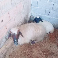 گوسفند بره دار فوری فوری