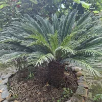 سیکانس|گل و گیاه طبیعی|مرزیکلا, |دیوار