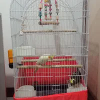 عروس هلندی نرو ماده با قفس