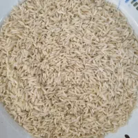 برنج معطر هاشمی سورتینگ شده|خوردنی و آشامیدنی|لاهیجان, کوی آزادگان|دیوار