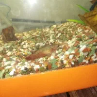 فایتر ماده پلاکت|ماهی|اهواز, بهارستان|دیوار