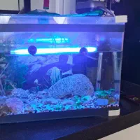 اکواریوم|ماهی|قم, انسجام|دیوار