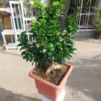 گل لوکس خاص بزرگ روزمادرگل ماندگار بنسای کنارسالنی