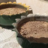 گلدان گل و گیاه
