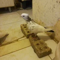 کفتر دمبی، دم سبز|پرنده|اهواز, آریاشهر|دیوار