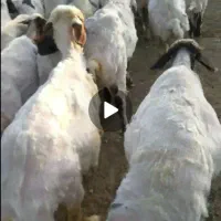 میش داشتی جوان