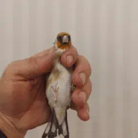 سهره جوجه|پرنده|لاران, |دیوار