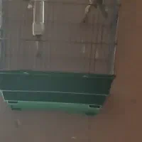 قناری