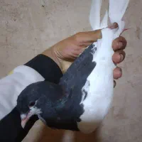 کفتر سینه قهوه و شهری یال سیاه|پرنده|شیراز, قصرالدشت|دیوار