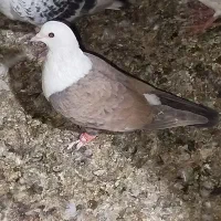 شازده وکربلایی جفت نرهم پرشی هم جوجه کشی تظمینی