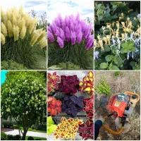 اجرا آبیاری قطره ای، آلاچیق،آبنما، فضای سبز ویلا|خدمات باغبانی و درختکاری|تهران, شمیران‌نو|دیوار