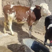 گوساله ماده سیمینتال