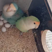 طوطی برزیلی