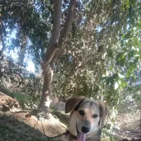 سگ پا کوتاه اصل|سگ|جیرفت, |دیوار