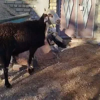 قوچ افشاری اصل نژاد پر خون بشرط|حیوانات مزرعه|شیروان (لرستان), |دیوار