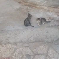 گربه خانگی نروماده|گربه|مشهد, آزادشهر|دیوار