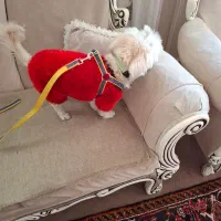 واگذاری سگ پاکوتاه شیتزو خالص ماده|سگ|تبریز, |دیوار