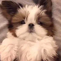 پودل شیتزو عروسکی