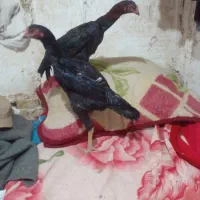 سلام ۳ عدد جوجه اوشامو|حیوانات مزرعه|طرقبه, |دیوار