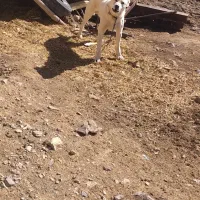 سگ سرابی|سگ|قره پشتلو, |دیوار