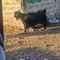 دو راس بز چپر|حیوانات مزرعه|دزفول, |دیوار