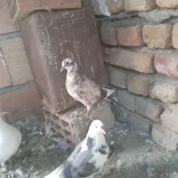 کبوتر|پرنده|بهارستان, |دیوار