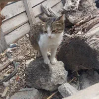 گربه بابچه هاش