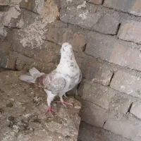 دوتا با هم ۳۰۰|پرنده|بروجرد, |دیوار