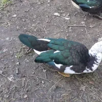 فروش ۶ اردک اسرائیلی