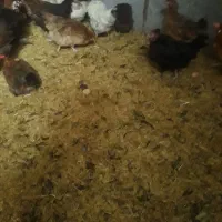 مرغ تخم گذار سالم|حیوانات مزرعه|کرمانشاه, |دیوار