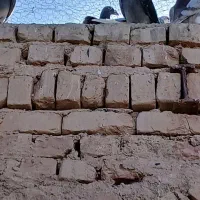 کفتر خاش|پرنده|میرجاوه, |دیوار