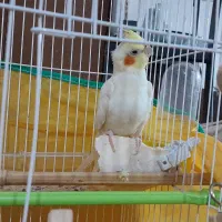 فروشی  ( تیتو  پرنده زیبای من )