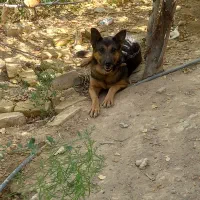 سگ ژرمن ماده