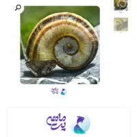 حلزون آکواریومی
