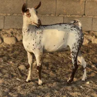 گل طلایی و ناب