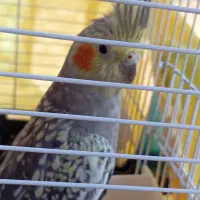 3تا عروس هلندی یکی نر 2تا ماده