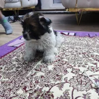 واگذاری سگ شیتزو 2ماهه|سگ|تبریز, |دیوار