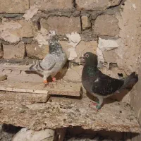 باسلام تعداد ۸ تا کفتر