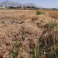فروش زمین بایر مزروعی