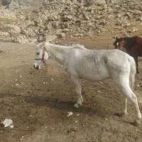 اسب‌‌مادیان|اسب و تجهیزات اسب‌سواری|زاغه, |دیوار