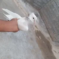 کفتر ها عالی