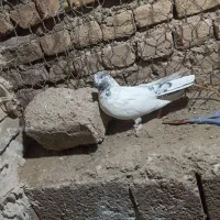 کفتر یا کبوتر|پرنده|مبارکه, |دیوار