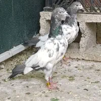 کبوتر پاکستانی گمشده