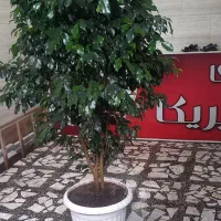 بنجامین لاکچری و سرحال آماده زیبا کردن منزل شما|گل و گیاه طبیعی|رشت, پل تالشان|دیوار