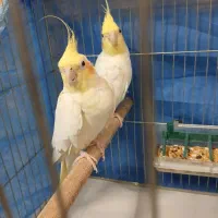 جفت عروس هلندی