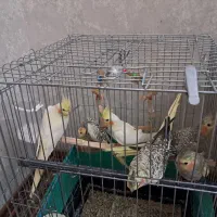 سلام ۷تا جوجه عروس هلندی|پرنده|شهریار, ابراهیم‌آباد|دیوار