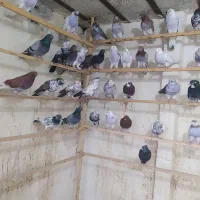 تعداد 120کفتر همه سالم