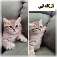 گربه های اشرافی|گربه|مشهد, احمدآباد|دیوار