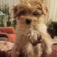 شیتزو پامر ۲ماه مادر شیتزو پدر پامر